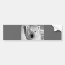 Black & Whit Polar Bear Bumper Stickers