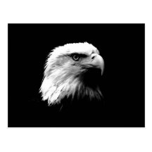 Black & White Bald Eagle Postcards