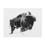Black & White Bison / Buffalo Post Card