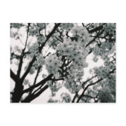 black and white photography