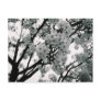 Black & White Blooms Post Cards