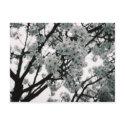 Black & White Blooms postcards
