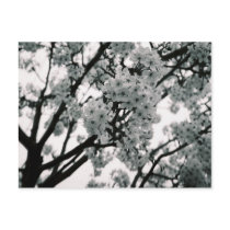 Black & White Blooms postcards