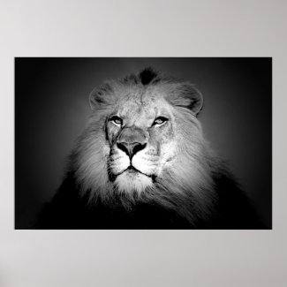 Black & White / BW Lion Poster Print - Lion Face print