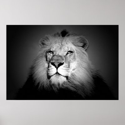 BW Lion Portrait - Black & White Lion Face Close Up Posters - Wild Big Cats 