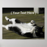 Black & White Cat Print