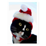 Black & White Cat Santa Hat looking left no frame Post Cards