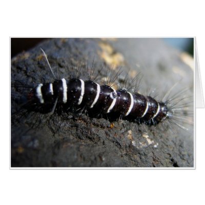 black and white caterpillar clip art. yellow lack and white