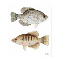 Black & White Crappies posters