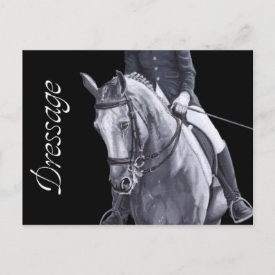 Black & White Duo Dressage Horse postcard
