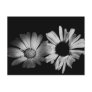 Black & White Flowers Postcards