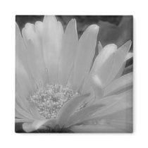 Black & White Gerber Daisy Magnet by HGroseclose Black & White Gerber Daisy Magnet