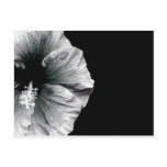 Black & White Hibiscus Flower Photography Post Cards