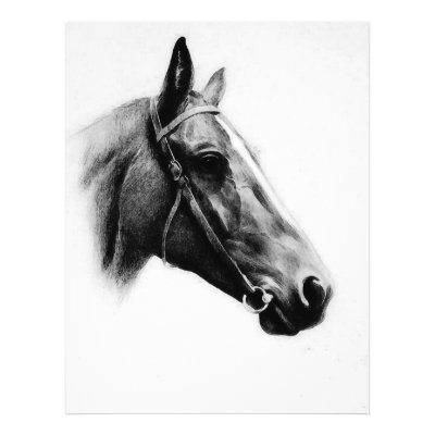 Horses Drawing - Horses Fine Art Print BW Horse Head / Face Drawing - Black 