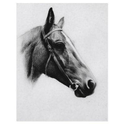Black & White Horse Full Color Flyer by made_in_atlantis