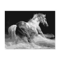 Black & White Horse in Action Postcard