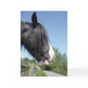 Black & White Horse Portrait Greeting Card by SnapiKat Black & White Horse Portrait Greeting Card