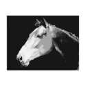 Black & White Horse postcards