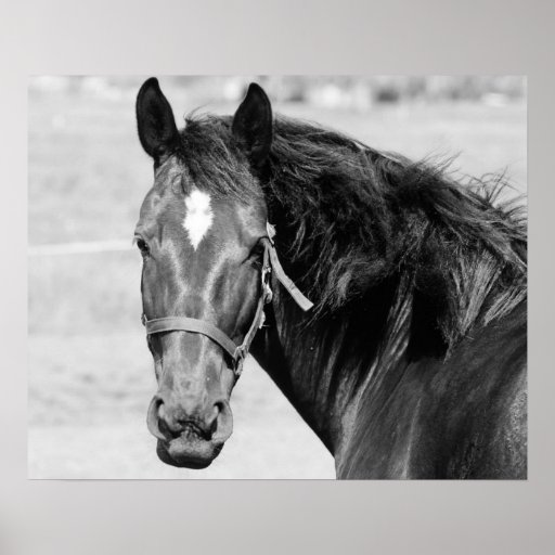 Black White Horse Poster Zazzle
