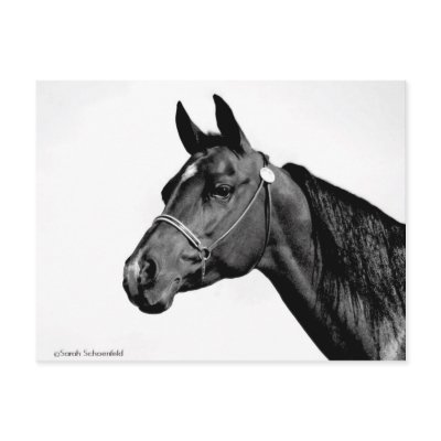 Black & White Horse's Head Post Cards by DocPixel