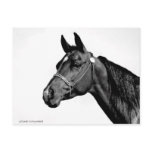 Black &amp; White Horse's Head Post Cards