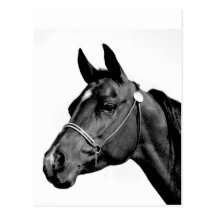 Black & White Horse's Head Postcards