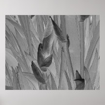 Black White Iris Flowers Original Art Poster
