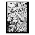 Black & White Ivy cards
