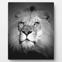 Black & White Lion Display Plaques