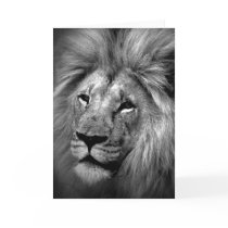 Black & White Lion Photo Greeting Card