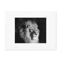 Black & White Lion Photo Postcards