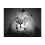 Black &amp; White Lion Postcards