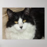 Black & White Longhaired Cat Closeup Posters