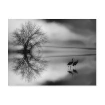 Black & White Morning Post Card postcards by kcranmerart Black & White Morning Post Card postcards