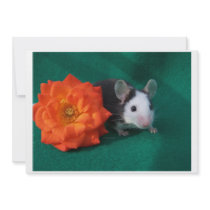 Black White Mouse and Orange tea rose Announcements