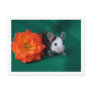 Black White Mouse and Orange tea rose Post Card
