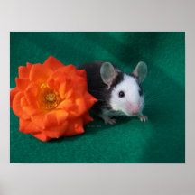 Black White Mouse and Orange tea rose Print