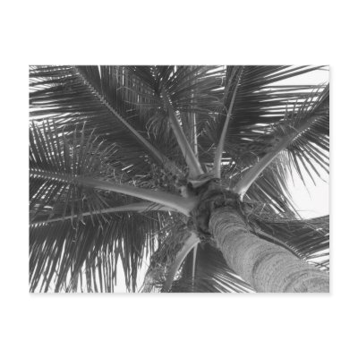 Black & White Palm postcard by pattirm1