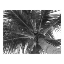 Black & White Palm postcard