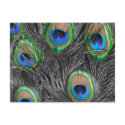 Black & White Peacock Postcard by ChristyWyoming Black & White Peacock Postcard