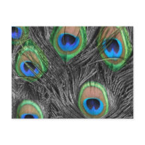 Black & White Peacock Postcard