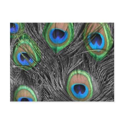 Black & White Peacock Postcard by ChristyWyoming