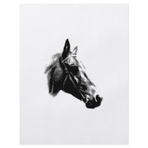 Black & White Pop Art Horse Personalized Flyer