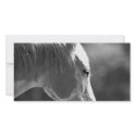 Black & White Pop Art Horse photo cards by made_in_atlantis Black & White Pop Art Horse photo cards
