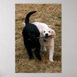 Black & white puppies poster