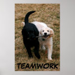 Black &amp; white puppies poster