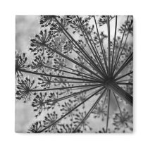 Black & White Queen Anne's Lace Magnets