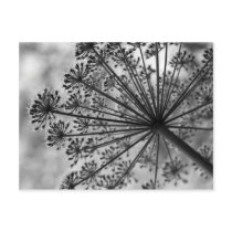 Black & White Queen Anne's Lace Post Cards