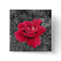 Black White Red Rose