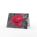 Black White Red Rose Cards